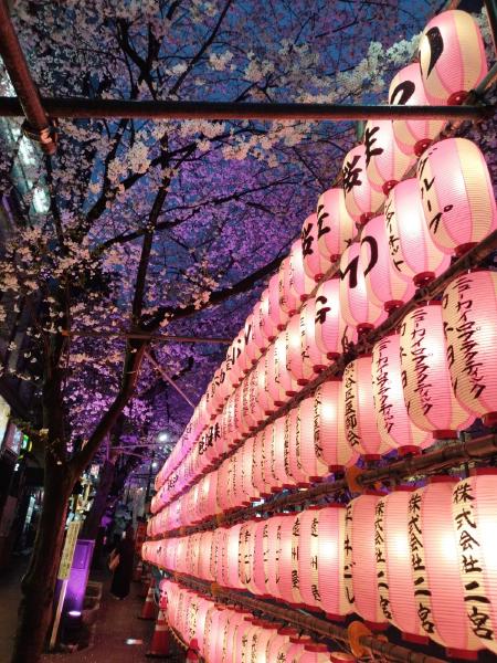 桜色の提灯がずらりと並んでいる