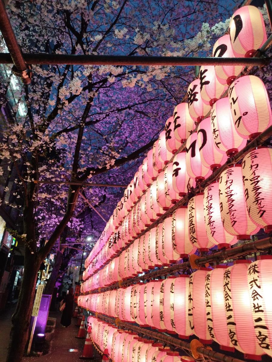 桜色の提灯がずらりと並んでいる