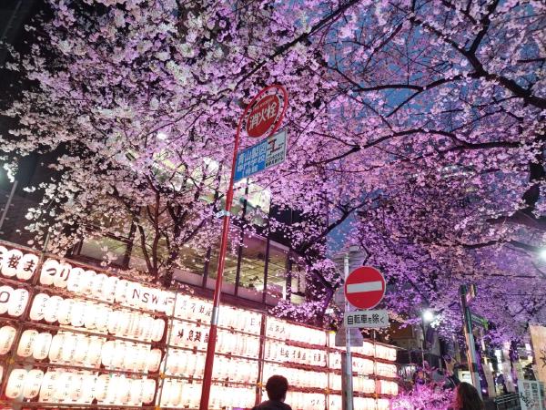 桜の下に並んでいる桜色の提灯