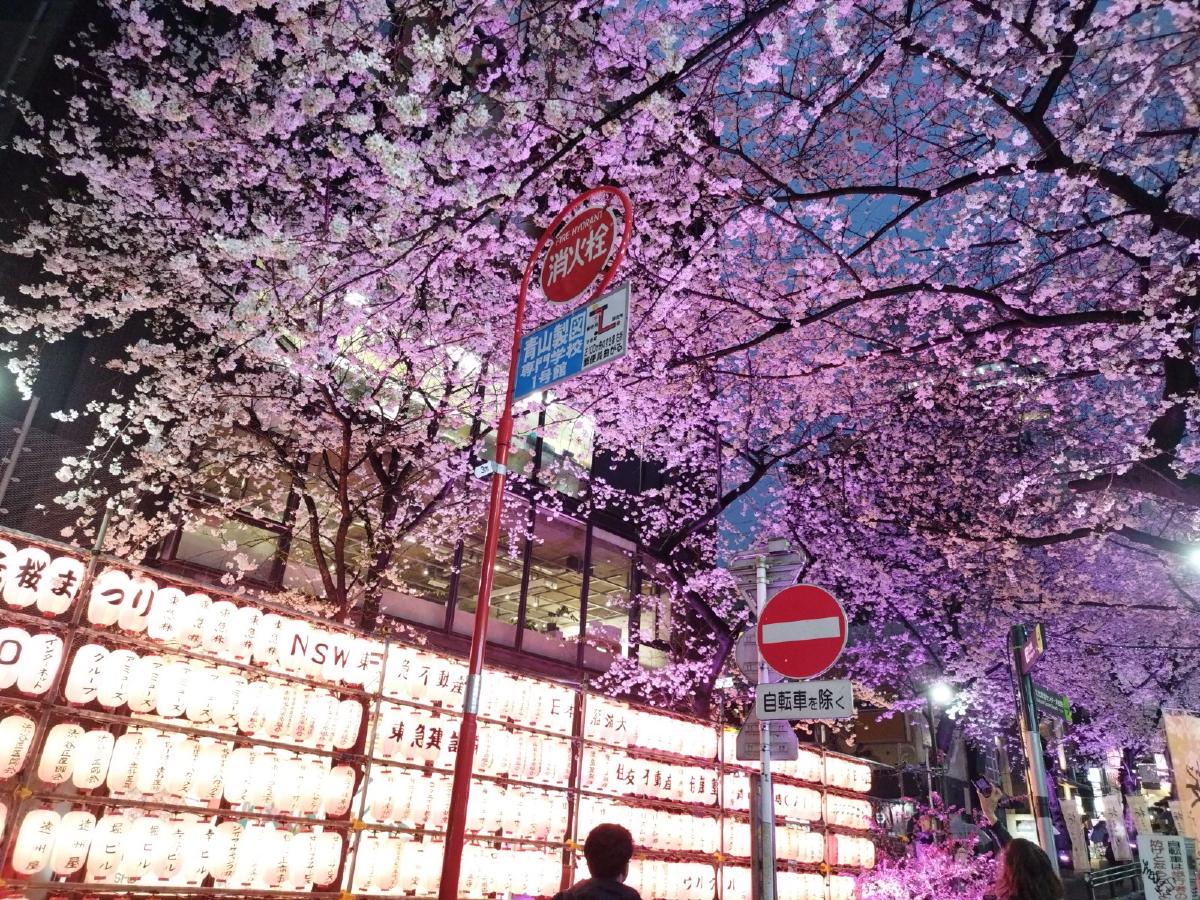 桜の下に並んでいる桜色の提灯