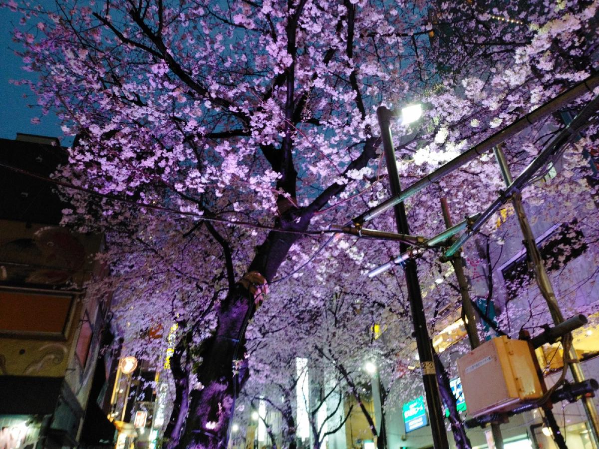 一本の桜の木