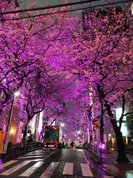 ピンク色に染まる桜並木