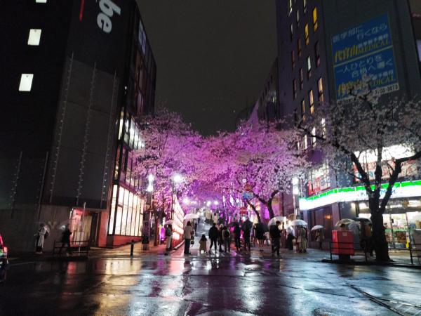 大通りの向こう側から見た桜丘