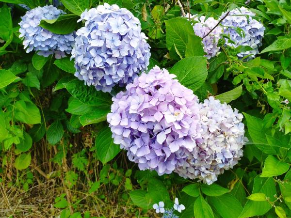 紫陽花。薄紫色やピンク色の花が並んでいる