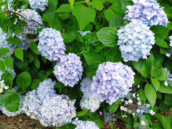 紫陽花。青っぽい色や薄紫色の花が並んでいる