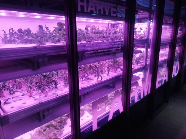 紫のLEDライトで照らされた水耕栽培装置