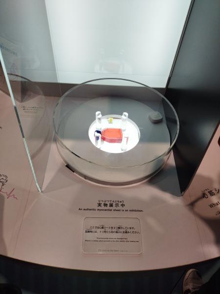 ガラスケースの中に展示された、赤く光るiPS細胞由来の心筋シートの実物展示品。